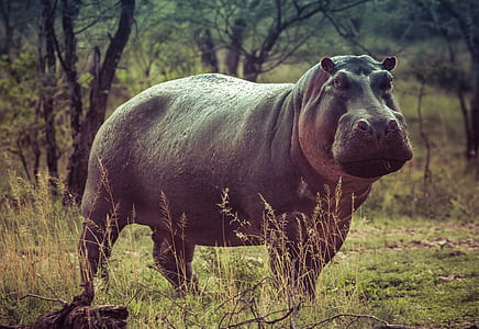 Black Hippopotamus on Green Grass thumbnail