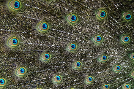 photo of peacock feather thumbnail