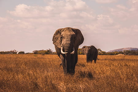 elephant on grass thumbnail