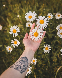 photo of person holding ox-eyed daisy thumbnail