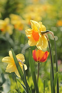 yellow flowering plant thumbnail