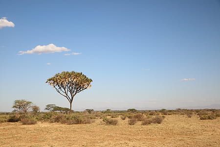 tree surrounded by bush thumbnail