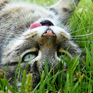 Silver Tabby Cat Lying on Green Grass thumbnail