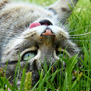 black and gray cat lying on grass thumbnail