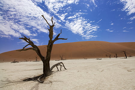 bareless tree on dessert thumbnail