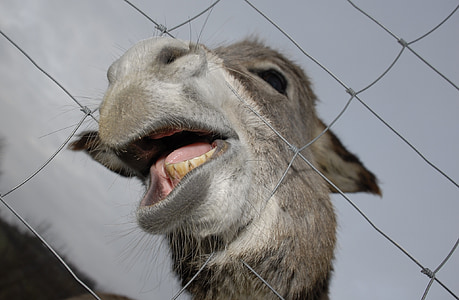 donkey, animals, nature, mouth, teeth, funny thumbnail