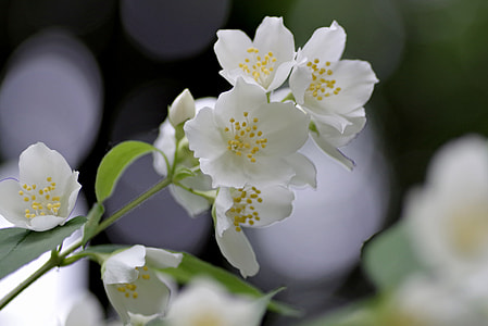 shallow focus photography of white flowers thumbnail