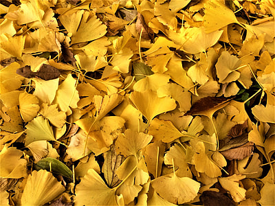 Maidenhair Tree, Gingko Tree thumbnail