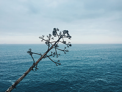 white cluster blossoms near blue green sea under grey sky thumbnail