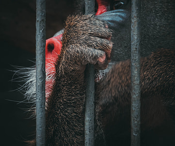 Mandrill thumbnail