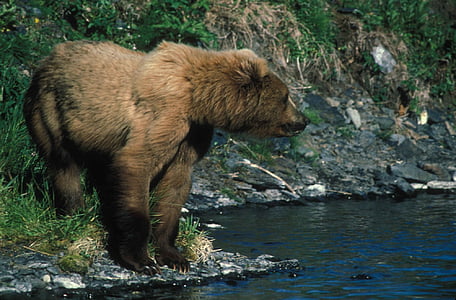 grizzly bear standing in front of body of water thumbnail