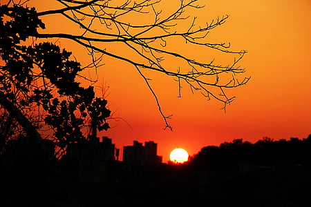 silhouette of leafless tree under golden hour thumbnail
