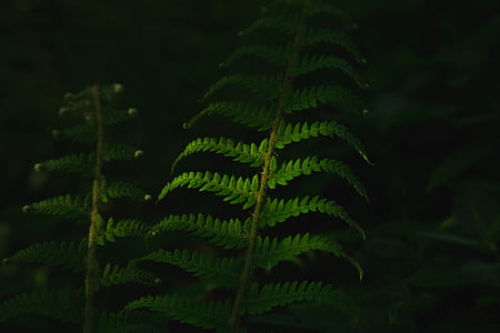 green fern plant thumbnail