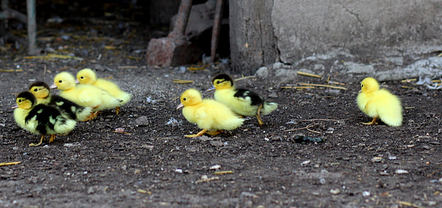 group of ducking standing on ground thumbnail