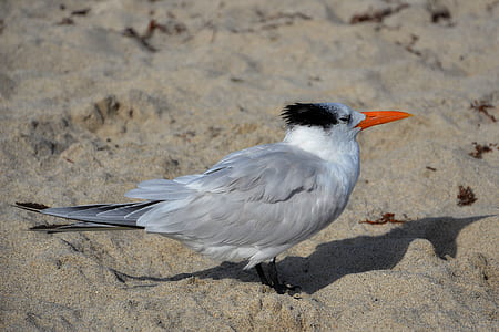 nature, bird, sand, animal thumbnail