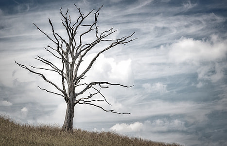 gray tree thumbnail