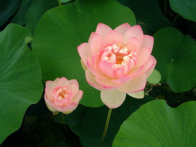 closeup photography pink lotus flower thumbnail