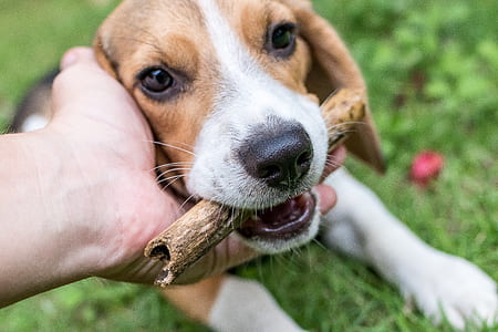 wood, hand, animal, dog thumbnail