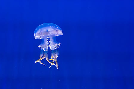 white jellyfish thumbnail