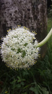Garlic plant bloom thumbnail