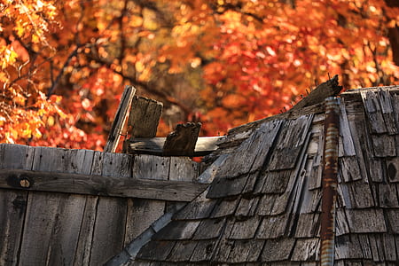gray wooden fence thumbnail