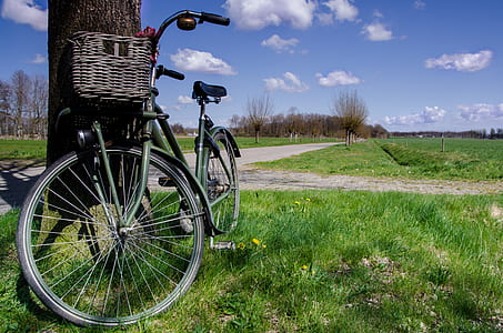 green dutch bike against tree trunk thumbnail