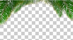 Arecaceae Tree Euclidean Leaf, palm tree background, palm tree PNG clipart