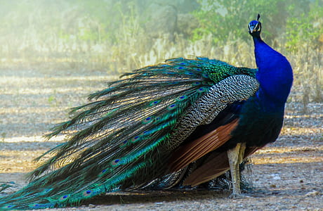 peafowl thumbnail
