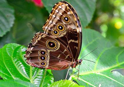brown, beige, and white butterfly on green leaves thumbnail