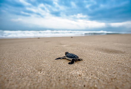 baby sea turtle on sea shore thumbnail