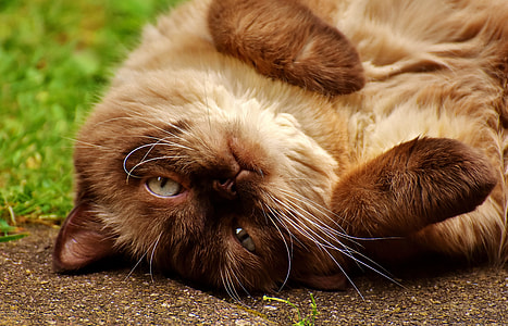 focus photography of cat lying on ground thumbnail