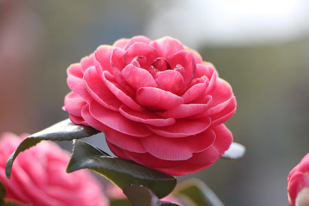 selective focus photography of bloomed flower thumbnail