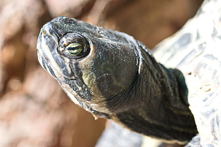 Close-up Photo Of Turtle's Head thumbnail