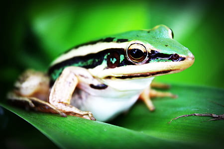 green and white frog on top of leaf thumbnail