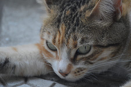 animal, eyes, cat, close-up thumbnail
