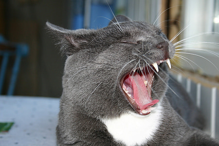 gray cat yawning on white surface thumbnail
