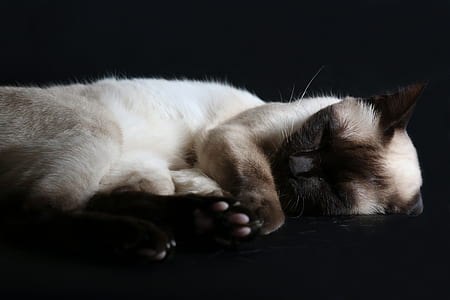 brown siamese cat thumbnail