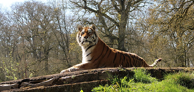 tiger sitting down on stone surrounded trees during daytime thumbnail