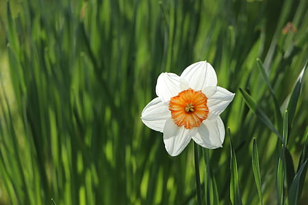 close up photo of white and orange daffodil in bloom thumbnail