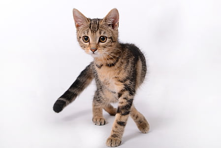 gray tabby cat thumbnail