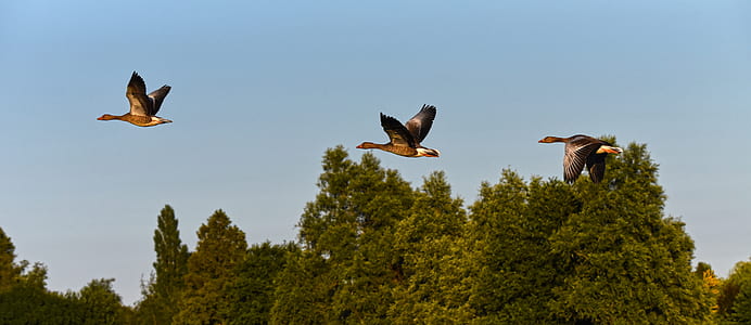 three black bird flying on sky thumbnail