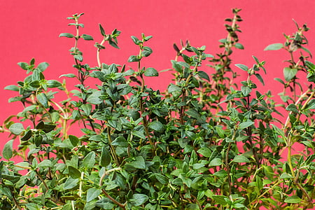 green leafed plant thumbnail