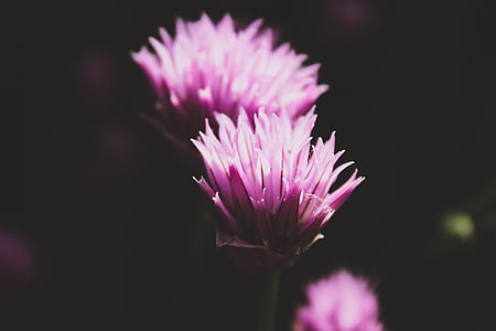 pink petaled flowers photo thumbnail
