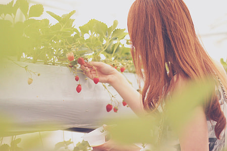 woman picking grapes in daylight view thumbnail