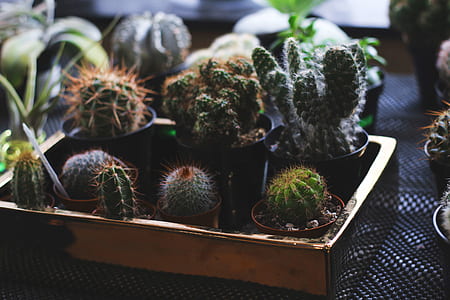 cacti on brown tray thumbnail