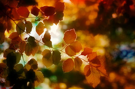 brown leaves selective focus photography thumbnail