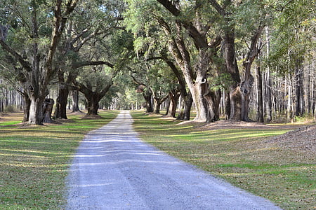 road surrounded by trees thumbnail