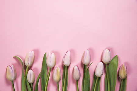 Pink Spring Flowers Photo thumbnail