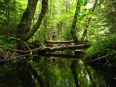 body of water near trees thumbnail
