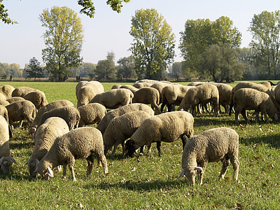 Flock Of Sheep, Nature Reserve thumbnail
